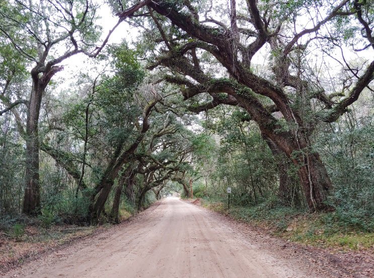 Botany Bay Heritage Preserve/Wildlife Management Area, South Carolina, USA